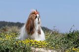 SHIH TZU 014